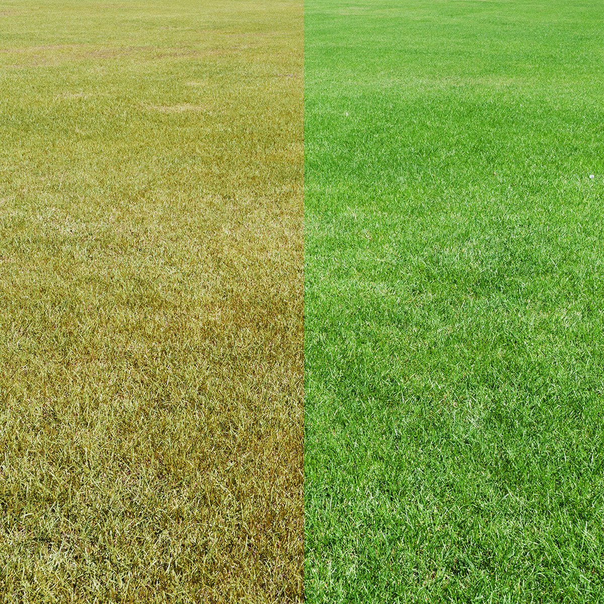 Crikey Mikey Lawn Wizard 5 Litres - Image 9