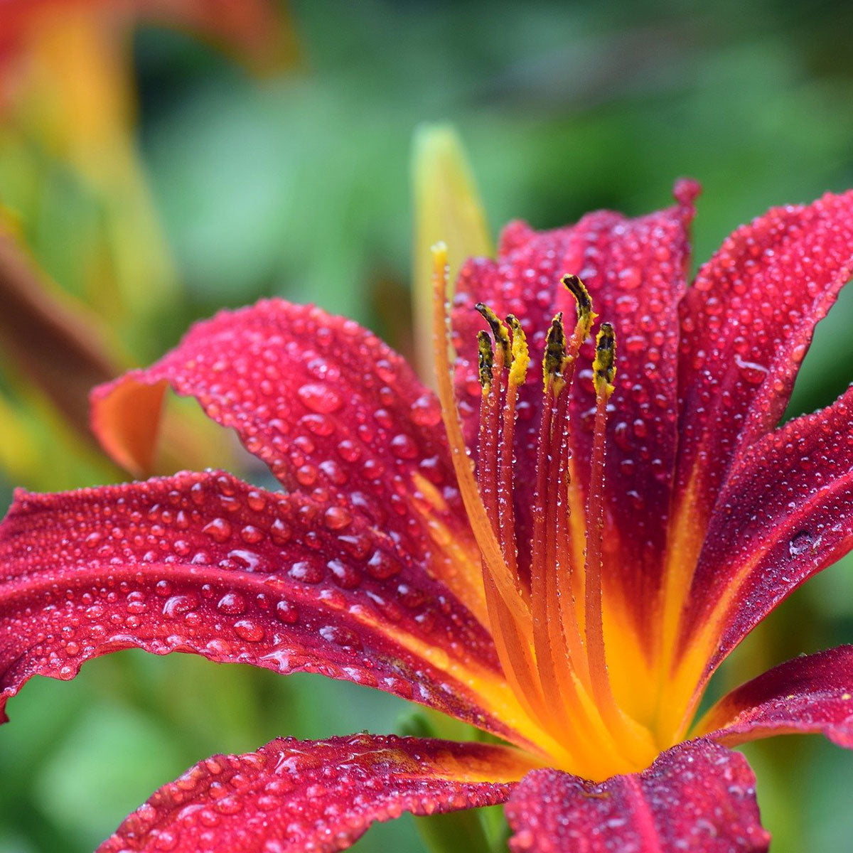 Crikey Mikey Plant Wizard 2 x 1L