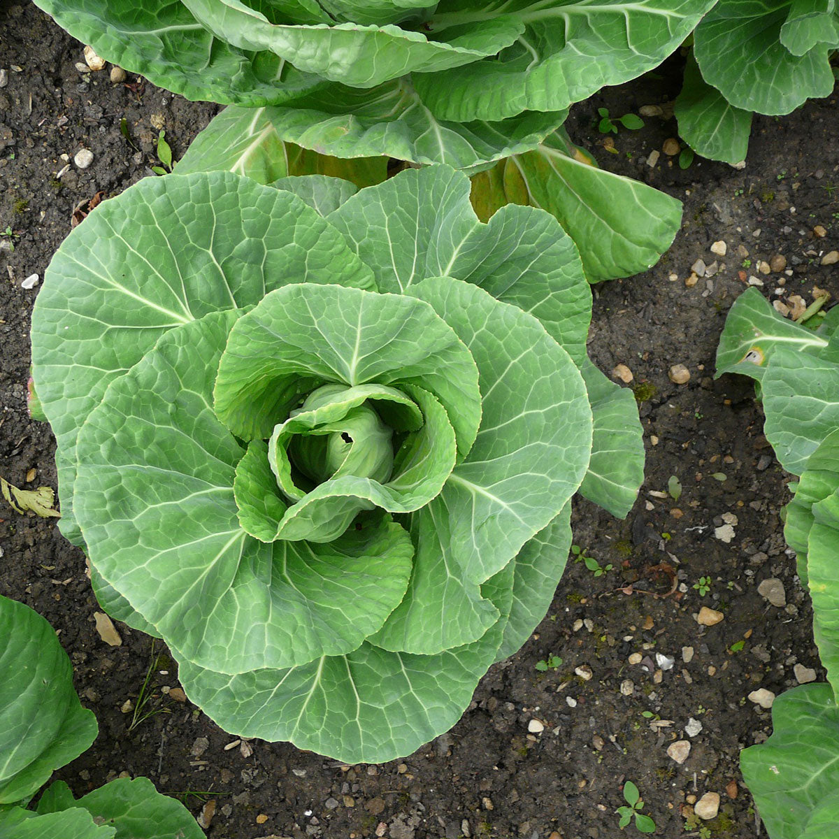 Crikey Mikey Plant Wizard 2 x 1L