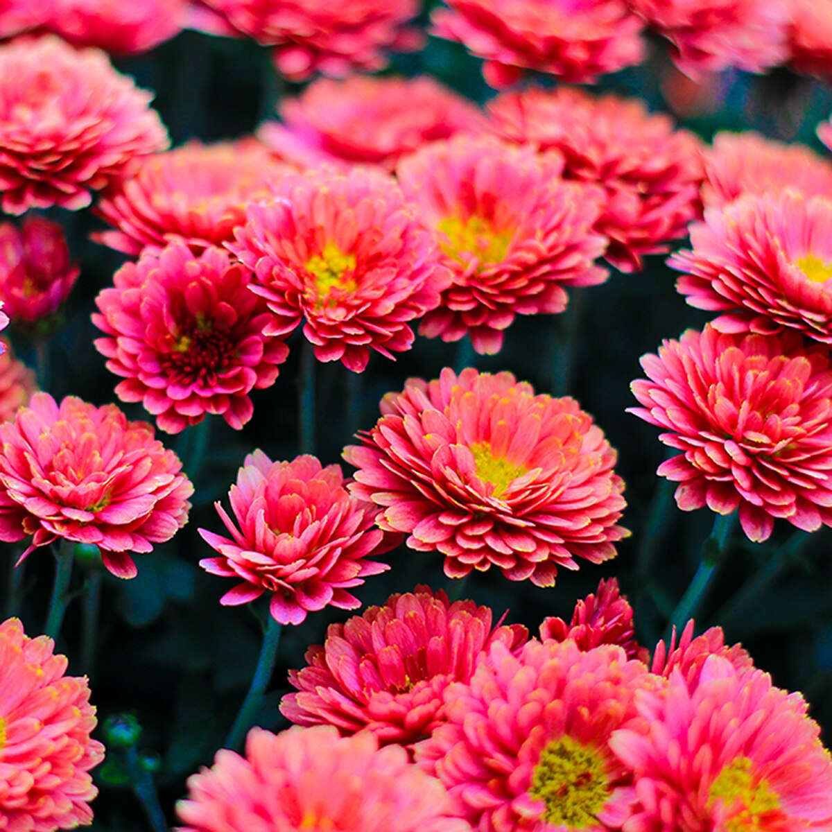 Crikey Mikey Potting Wizard 2.5kg - Image 2