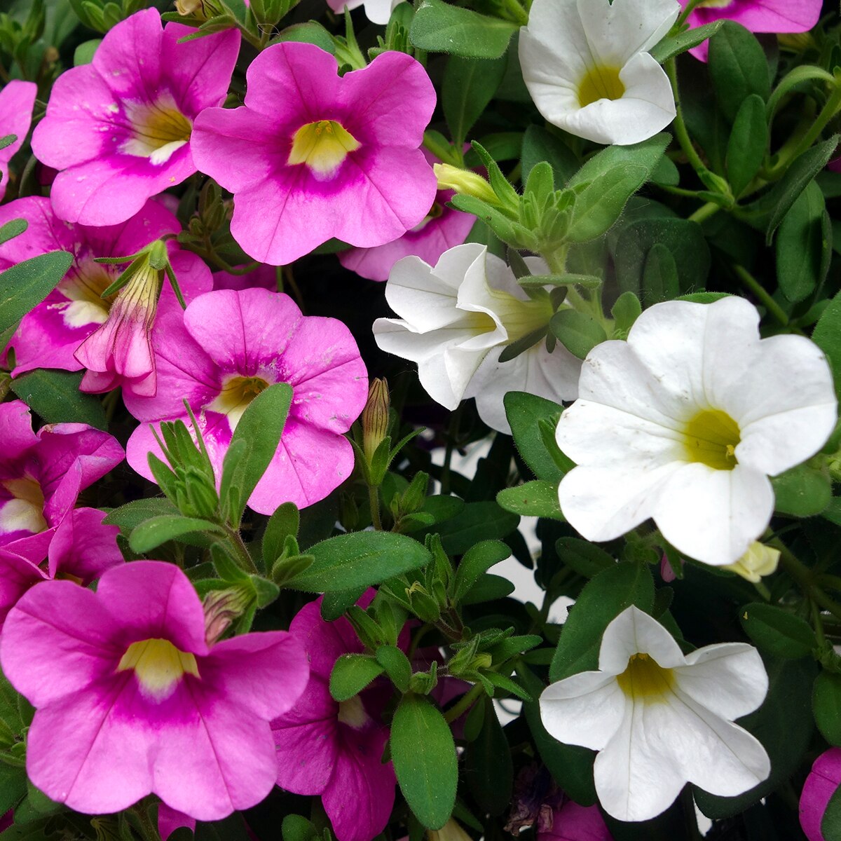 Crikey Mikey Root Wizard 2.5kg - Image 3