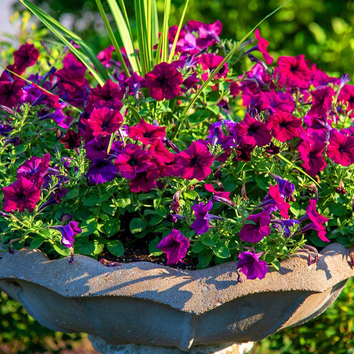 Crikey Mikey VPF Wizard Feed 2.5kg - Image 3