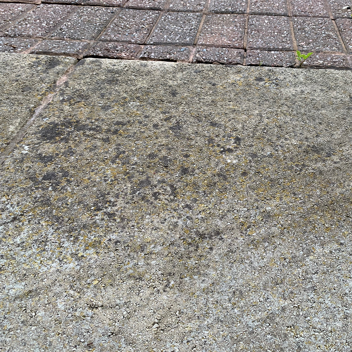 Crikey Mikey Black Spot Wizard 5L Cleaning Kit