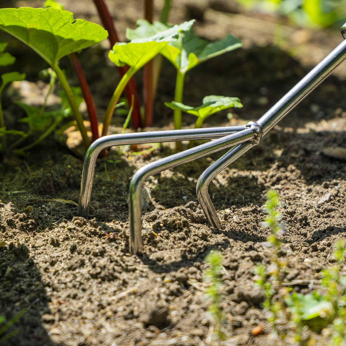 Premier Cultivator with Short Ash Handle & Stainless Steel Tines GTWH005