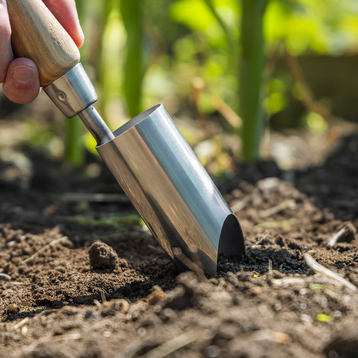 Premier Planter with Ash Handle & Stainless Steel Head GTWH008
