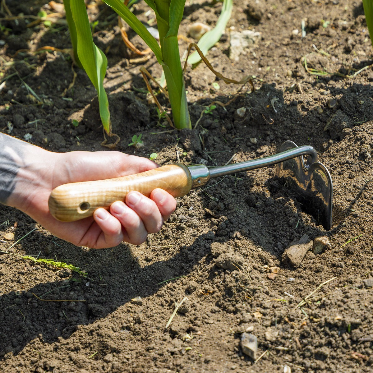 Premier Mini Hoe with Ash Handle & Stainless Steel Blade GTWH019