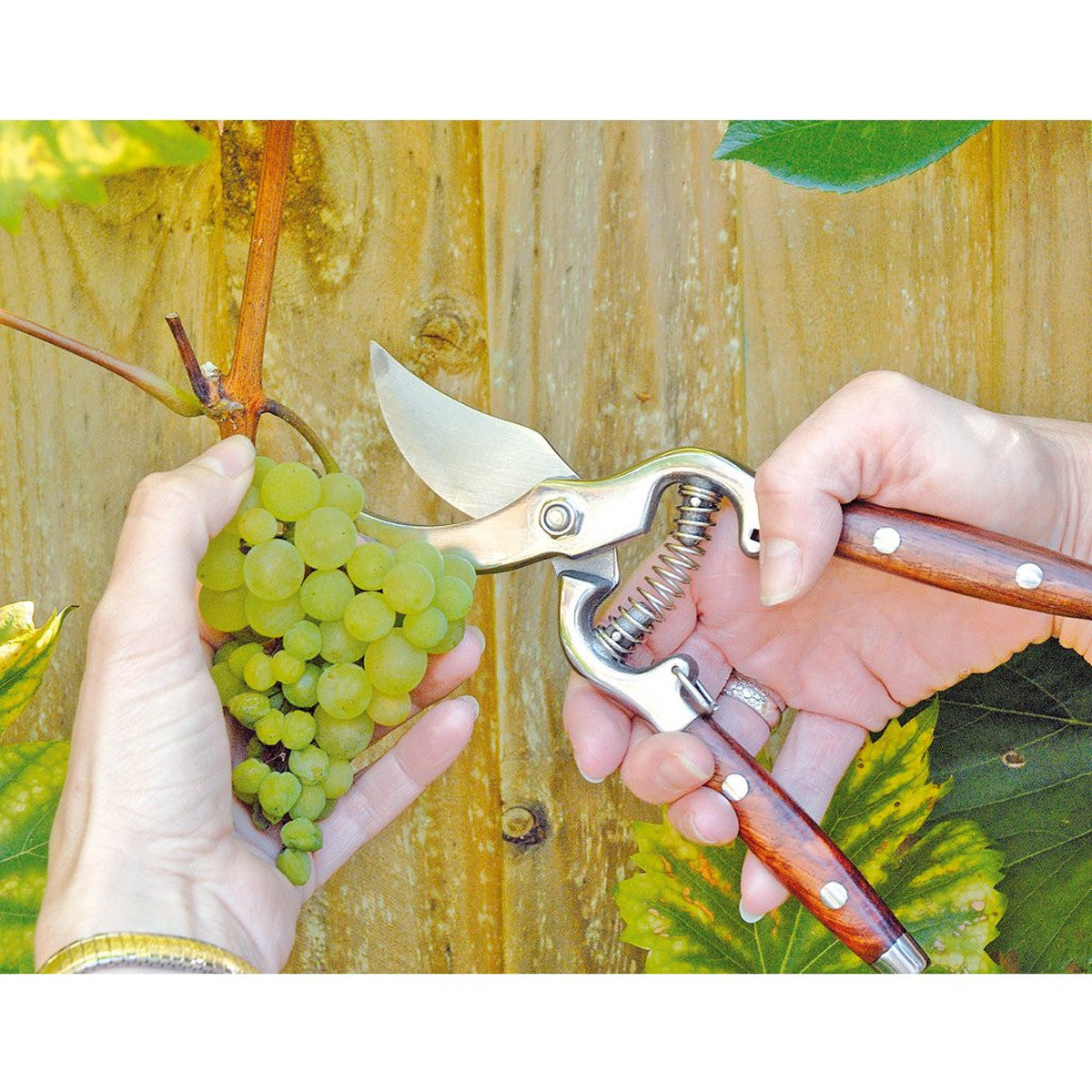 Draper Bypass Pattern Secateurs with Wooden Handles, 210mm 45317