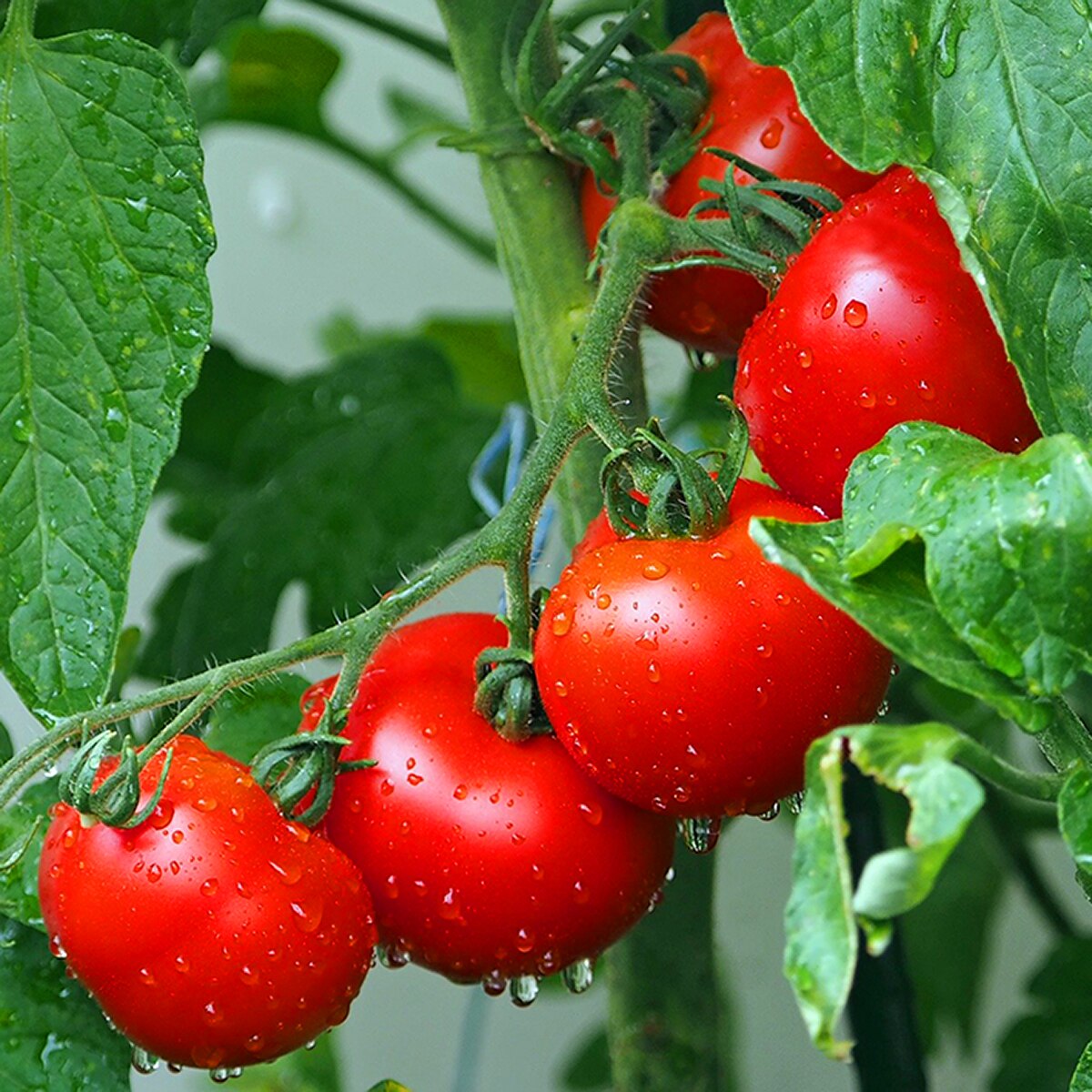 Crikey Mikey Tomato Wizard Concentrate Fertiliser 1 Litre - Image 3