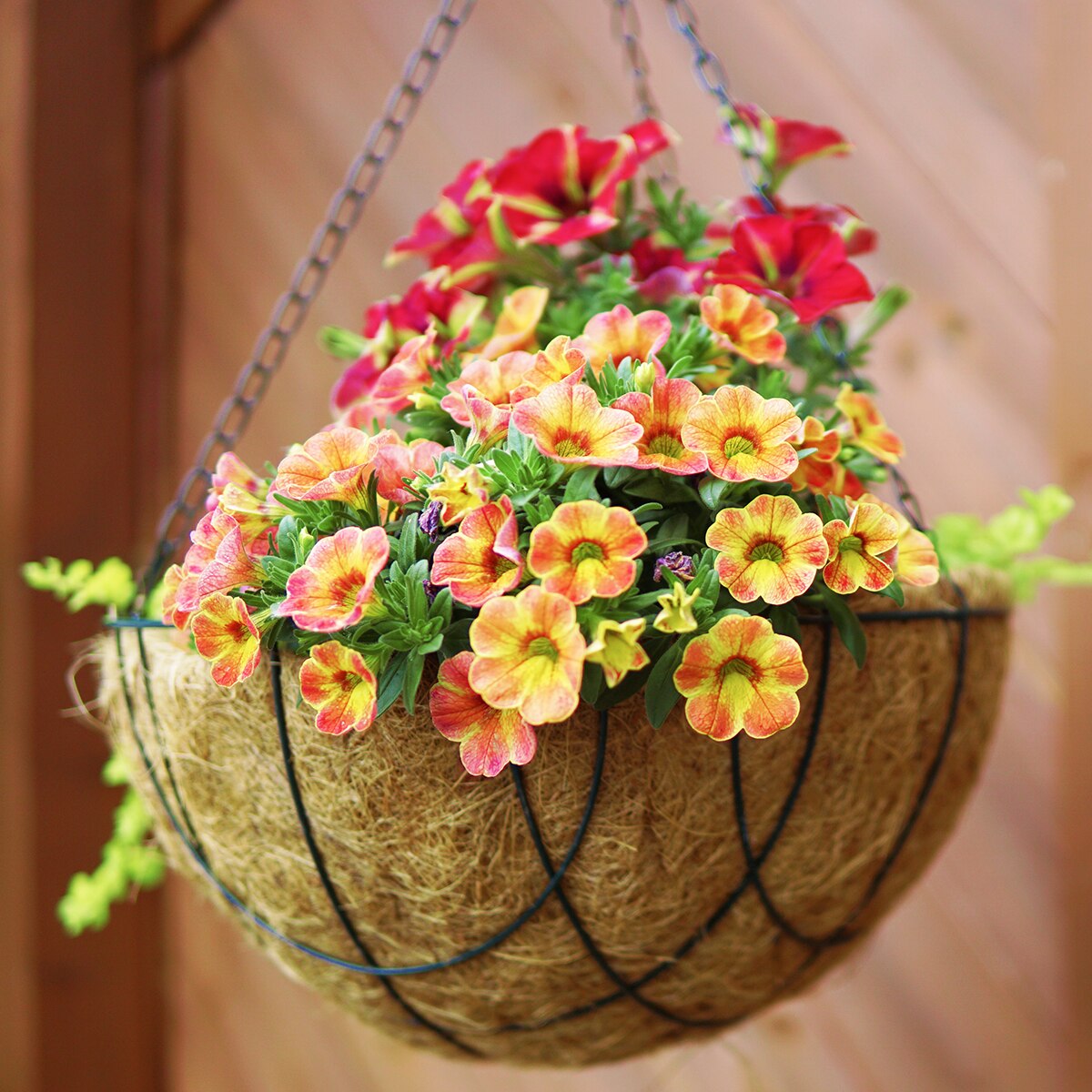 Crikey Mikey Potting Wizard 2.5kg - Image 3