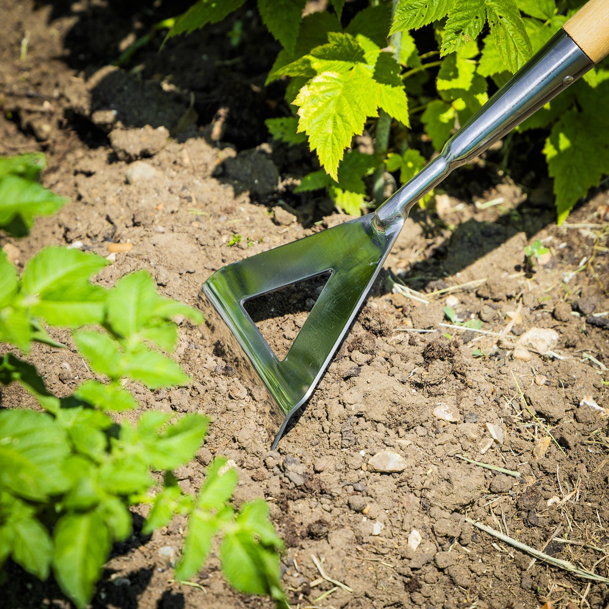 Premier Dutch Hoe with Long Ash Handle & Stainless Steel Blade GTWH013